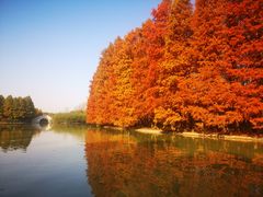 -上海海湾国家森林公园