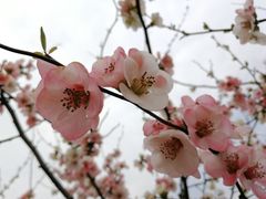 -秀丽东方