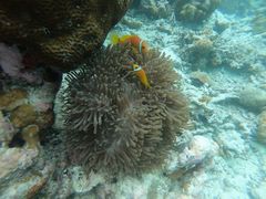 -中央格兰德岛温泉度假酒店 - 全包