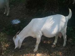 -福建鲤鱼洲酒店