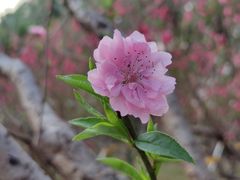 -桃花涧