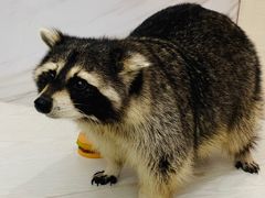 -浣熊柯尔鸭土拨鼠·电玩咖