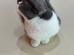-三花喵·撸猫购宠·宠物生活馆(虹桥南丰城店)