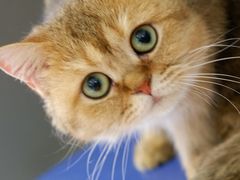 -平行世界·猫咖(首经贸店)