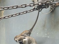 -成都动物园