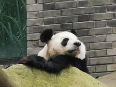 -都江堰中华大熊猫苑