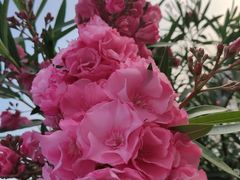 -麦当劳(电白服务区店)