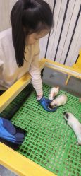 -神奇动物撸宠馆·羊驼·小浣熊·异宠(豫园店)