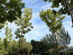 -哈尔滨音乐公园
