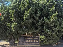 -蓬莱阁景区
