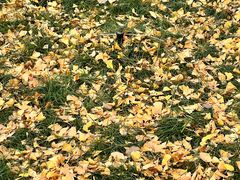 -南岳衡山风景名胜区-南岳大庙