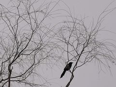 -野鸭湖国家湿地公园