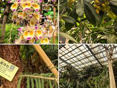 -呀路古热带植物园