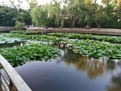 -八大关景区