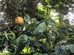-北京植物园-展览温室