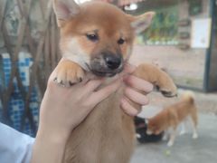 -柴犬高等学院·狗咖·柴犬售卖·宠物训练