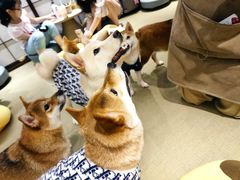 -逗柴咖啡屋·狗咖猫咖宠物桌游