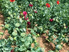 -国家植物园南园