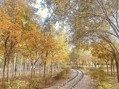 -西青郊野公园