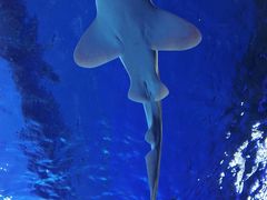 -迪拜水族馆及水下动物园