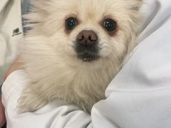 -瑞派福兴宠物医院犬猫全科·骨科·中西医结合(河东店)