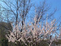 -桃花堤公园