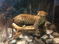 -陕西自然博物馆