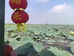 -白洋淀景区