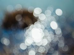 -合肥滨湖国家森林公园