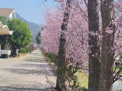 -庐山风景名胜区-东林大佛