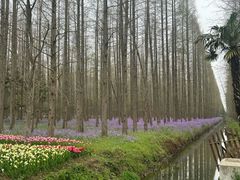 -东平国家森林公园