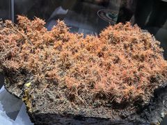 -湖南省地质博物馆