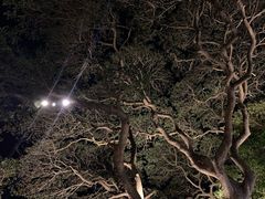 -Rimpa Lapin悬崖餐厅