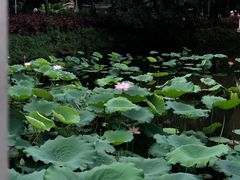 -荔湾湖公园