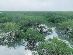 -北海金海湾红树林生态旅游区