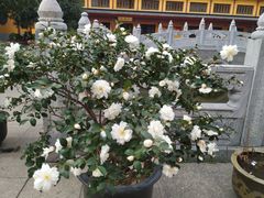 -太平禅寺