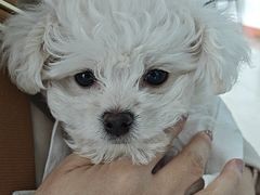 -瑞派福兴宠物医院犬猫全科·骨科·中西医结合(河东店)