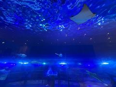 -迪拜水族馆及水下动物园