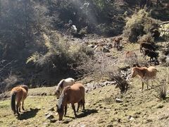 -硗碛藏寨·神木垒景区