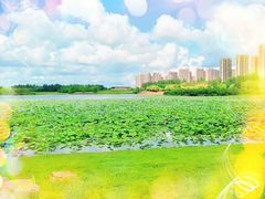 -丁香湖公园