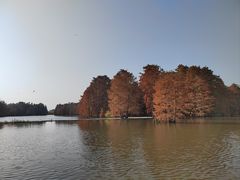 -池杉湖湿地公园