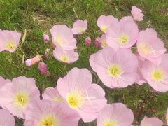 -西京湾花海