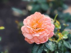 -中国科学院华南植物园