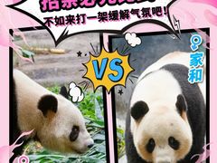 -广州长隆野生动物世界