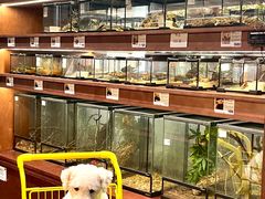 -帕帕拉兹宠物(亚洲旗舰店)