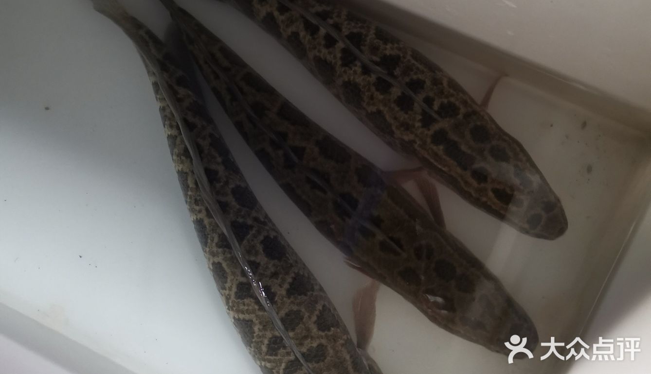 秦岭深处的美味，路程遥远也值得