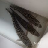 秦岭深处的美味，路程遥远也值得