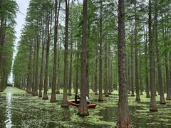 -渌洋湖湿地公园