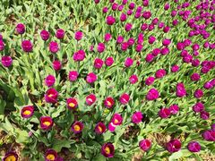 -玄武湖景区-情侣园游乐场