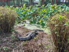-中国扬子鳄村